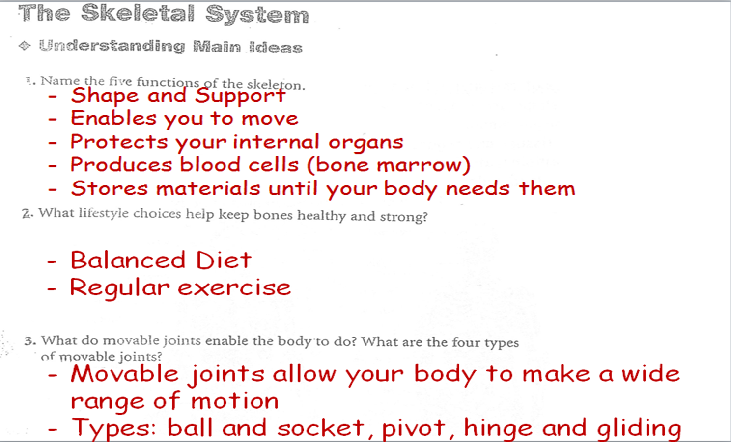 Muscular system homework